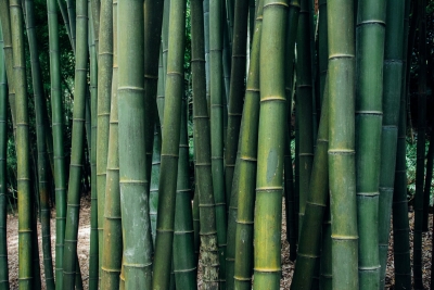 Ontdek de mogelijkheden met bamboe in de tuin!